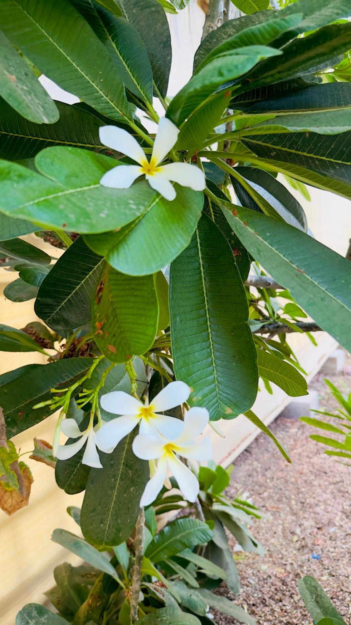 Fig Shades مزرعة ظلال التين Guest house